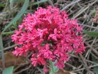 Centranthus ruber