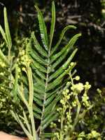 Acacia mearnsii