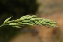 Bromus hordeaceus