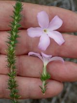 Linanthus californicus