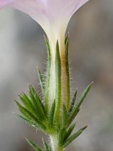 Linanthus californicus