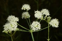 Perideridia californica