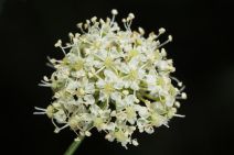 Perideridia californica