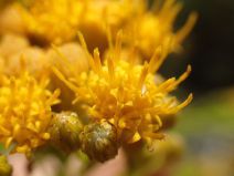 Ericameria arborescens
