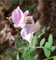 Lathyrus vestitus