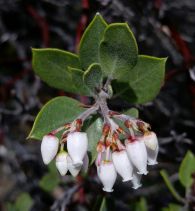 Arctostaphylos montana ssp. montana