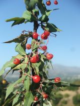 Berberis nevinii