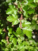 Ribes menziesii var. menziesii