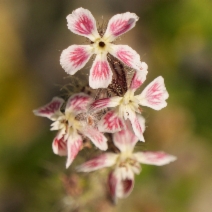 Silene gallica
