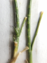 Hainardia cylindrica