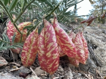 Astragalus whitneyi var. siskiyouensis