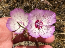 Clarkia cylindrica