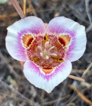 Calochortus argillosus