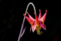 Aquilegia eximia