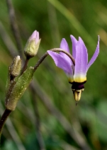 Dodecatheon clevelandii ssp. sanctarum