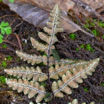 Pentagramma triangularis