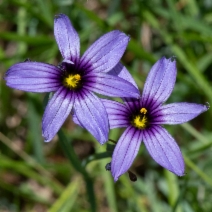 Sisyrinchium bellum