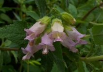 Lepechinia calycina