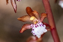 Corallorhiza maculata