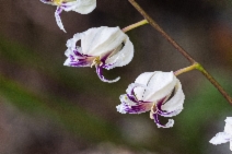 Streptanthus glandulosus ssp. secundus