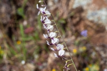 Streptanthus glandulosus ssp. secundus