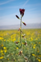 Streptanthus parryi