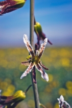 Streptanthus parryi