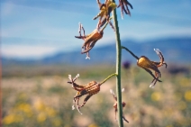 Streptanthus parryi