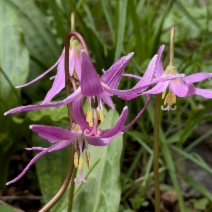 Erythronium revolutum