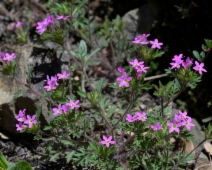 Collomia heterophylla