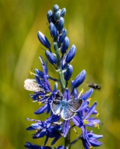 Camassia quamash