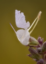 Salvia apiana