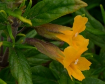 Diplacus aurantiacus ssp. aurantiacus