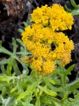 Eriophyllum staechadifolium