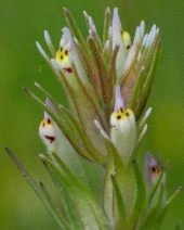 Castilleja attenuata