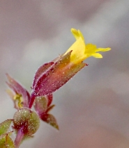 Erythranthe microphylla