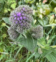 Phacelia californica
