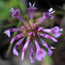 Trifolium willdenovii