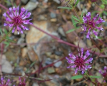 Trifolium willdenovii