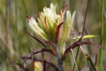 Castilleja affinis ssp. neglecta