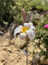 Lilium rubescens - Calflora