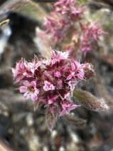 Chorizanthe pungens var. hartwegiana