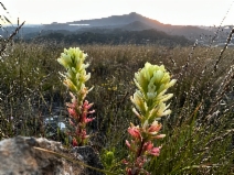 Castilleja affinis ssp. neglecta