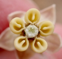 Asclepias vestita