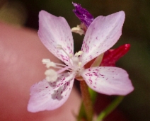 Clarkia similis