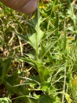 Cirsium scariosum var. loncholepis