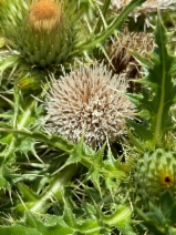 Cirsium scariosum var. loncholepis