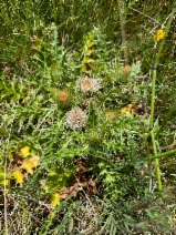 Cirsium scariosum var. loncholepis