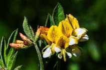 Hosackia oblongifolia var. oblongifolia