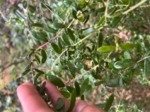 Lonicera subspicata var. subspicata - Calflora